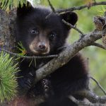Black Bear Full HD 1080p Pictures And Wallpapers