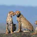 Cheetah 1080p Full HD Wallpapers And Images
