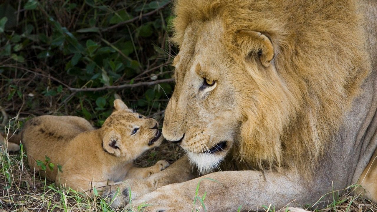 Cute Cub Lion With His Father HD Wallpapers - 1080p Full HD Wallpaper
