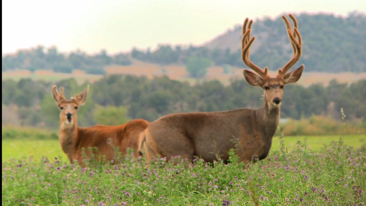 Deer Stunning Photoshoot - 1080p Full HD Wallpaper