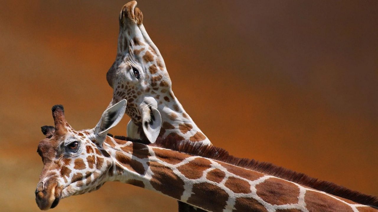 Giraffe Couples HD Wallpapers - 1080p Full HD Wallpaper