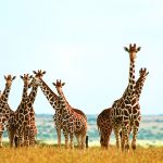 Giraffe Top Best Full HD Wallpapers And Pictures