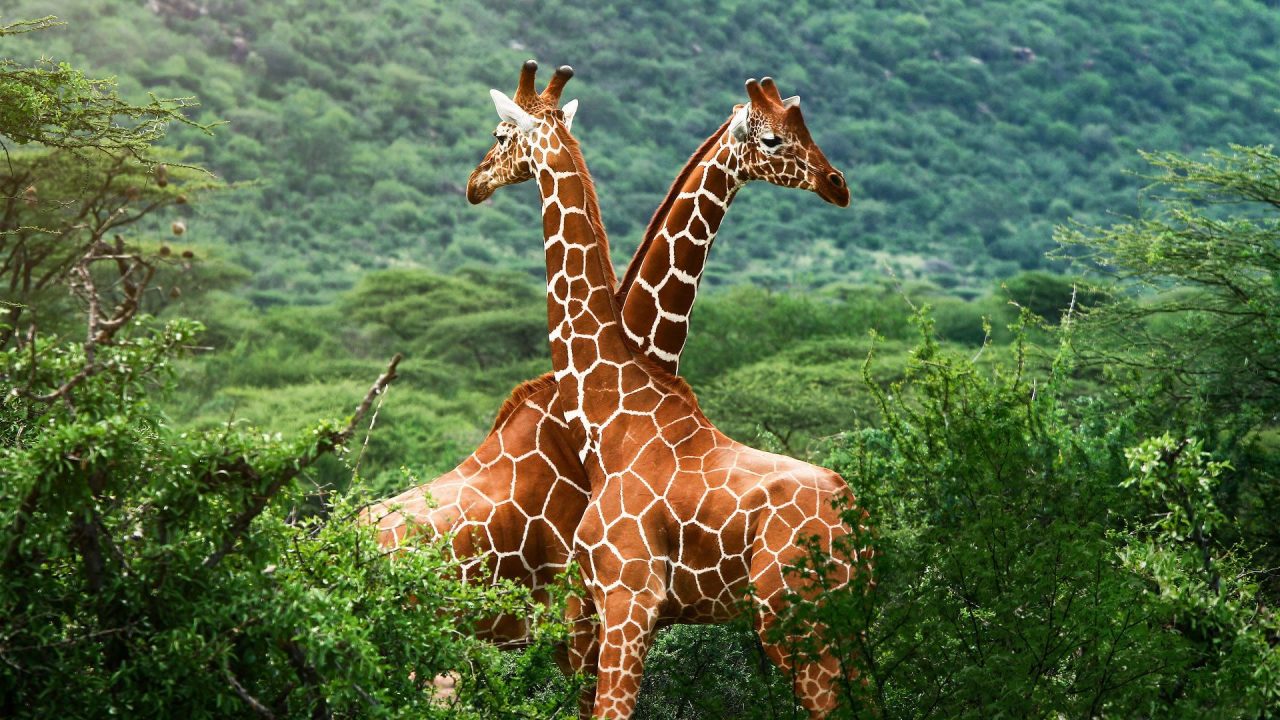Giraffe Beautiful HD Wallpapers - 1080p Full HD Wallpaper