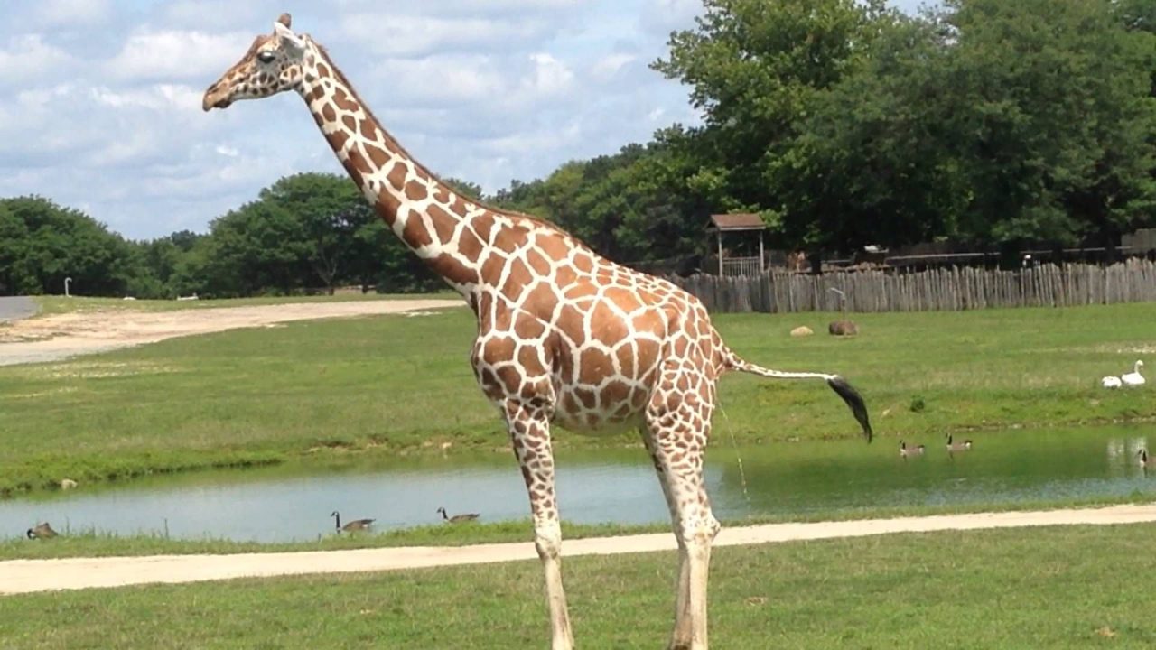 Giraffe Latest Photoshoot - 1080p Full HD Wallpaper