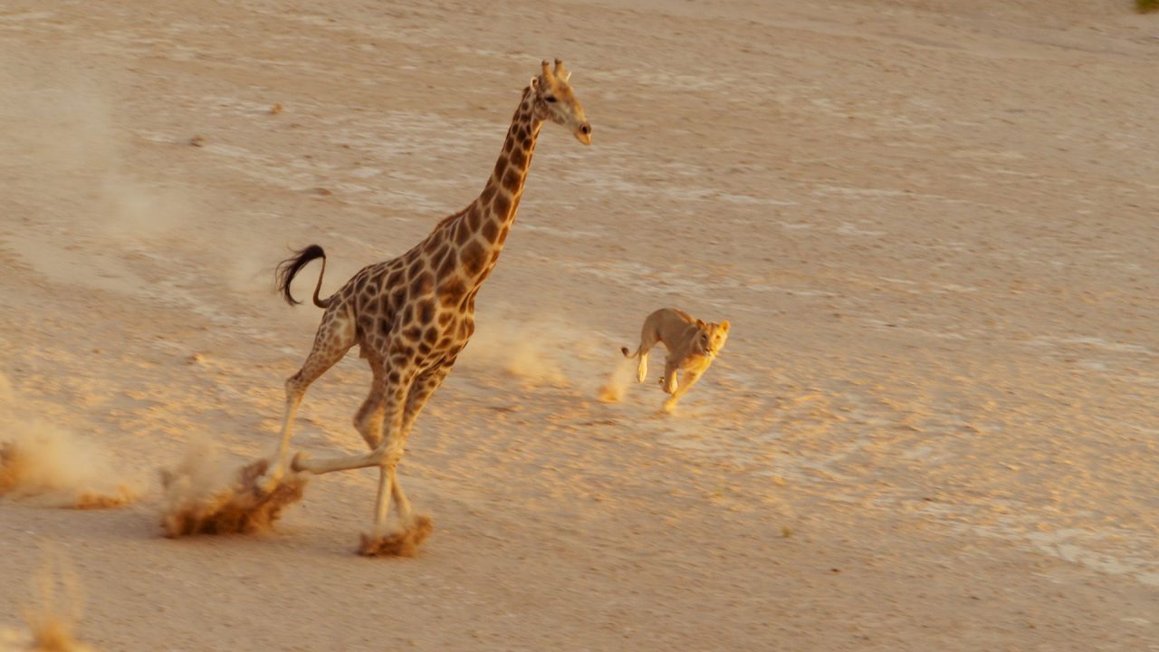 Giraffe Running HD Wallpapers - 1080p Full HD Wallpaper