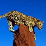 Leopard Full HD Images And Latest Wallpapers