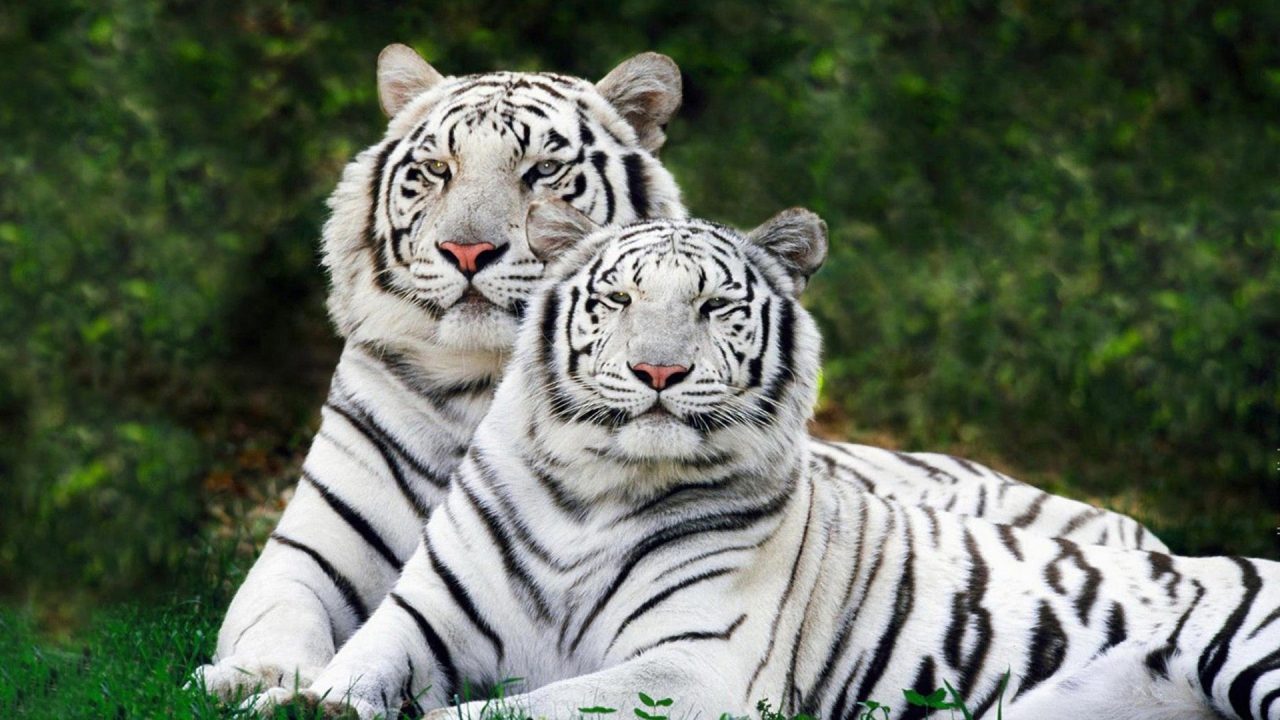 Pair Of Tigers HD Wallpapers - 1080p Full HD Wallpaper