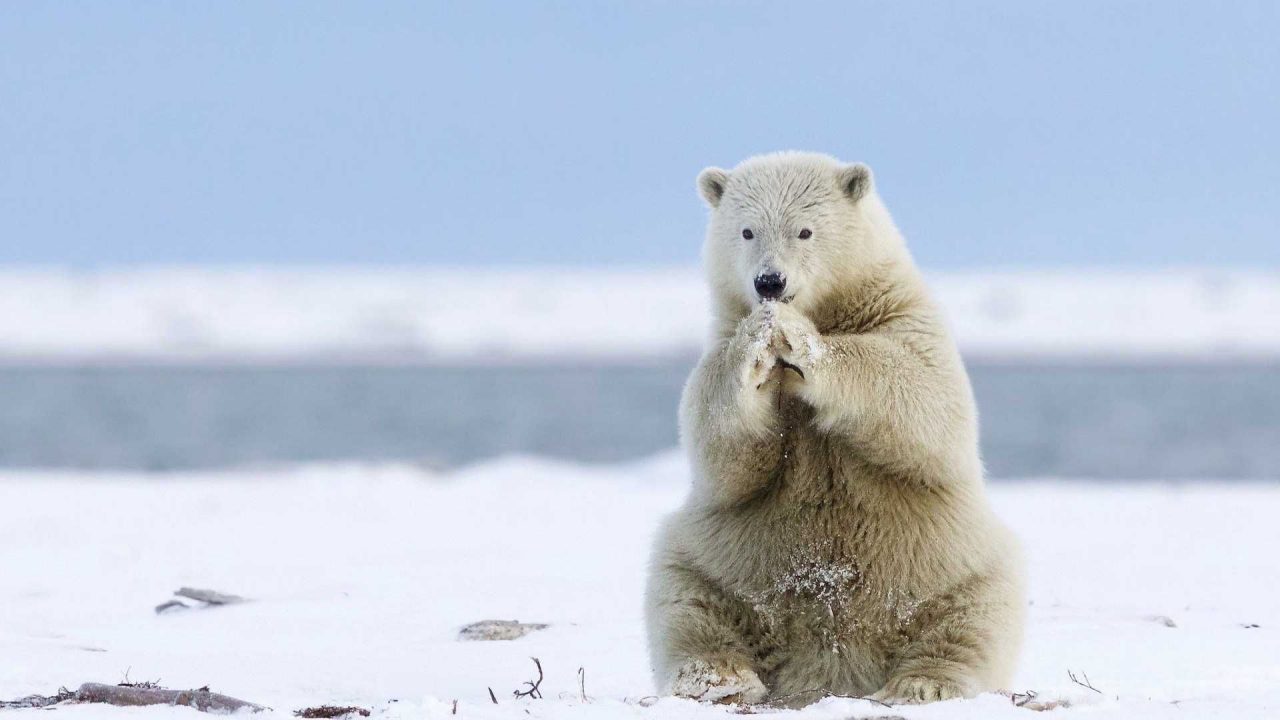 Polar Bear Beautiful Pics - 1080p Full HD Wallpaper