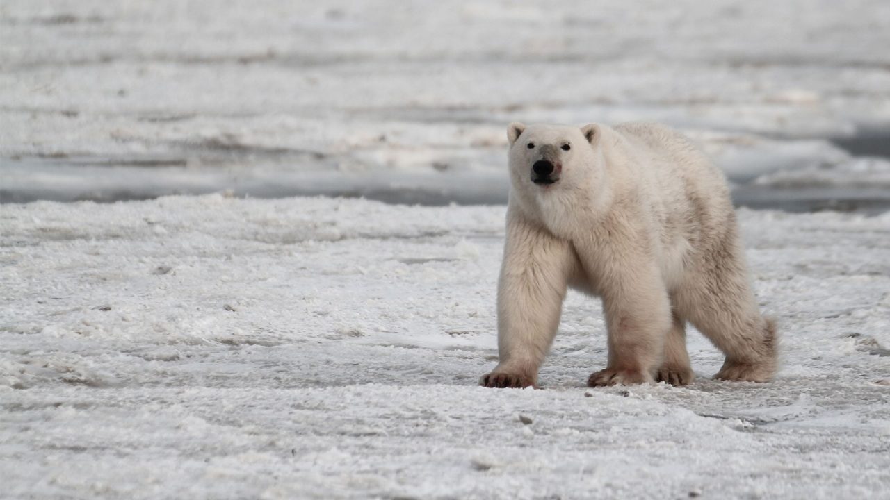 Polar Bear Cute Pics - 1080p Full HD Wallpaper