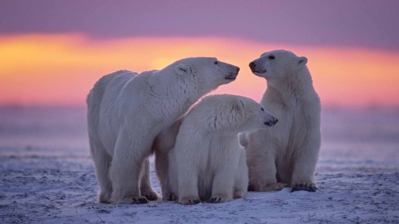 Polar Bear Family HD Wallpapers - 1080p Full HD Wallpaper