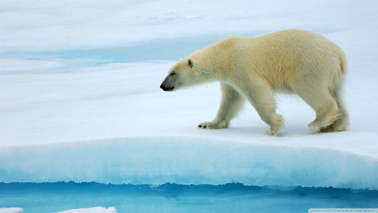 Polar Bear High Quality HD Wallpapers - 1080p Full HD Wallpaper