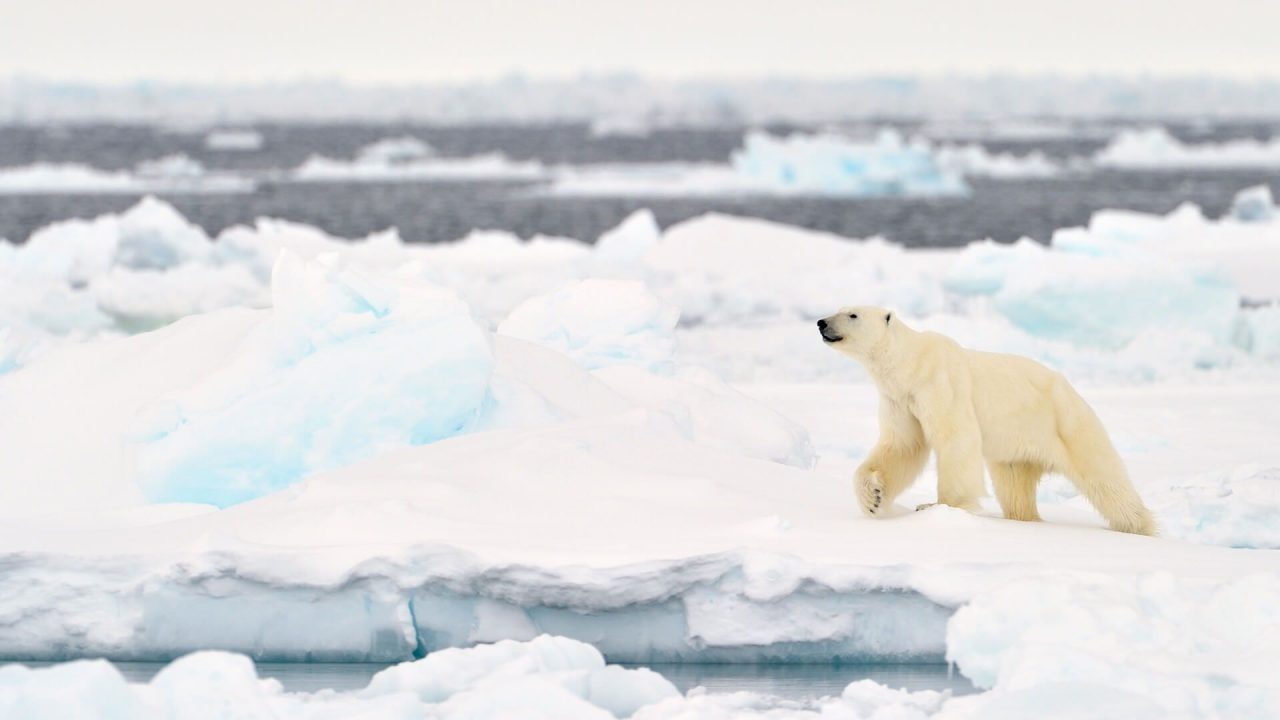 Polar Bear On Ice HD Wallpapers - 1080p Full HD Wallpaper