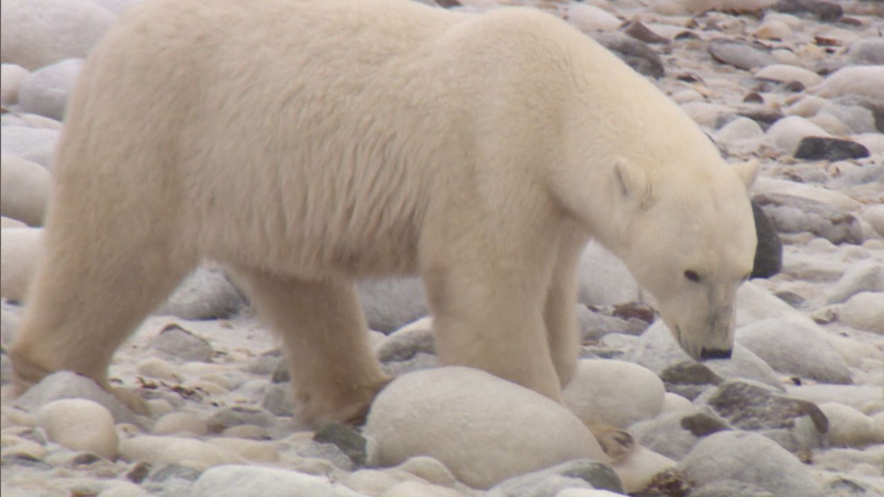 Polar Bear Stunning HD Wallpapers - 1080p Full HD Wallpaper