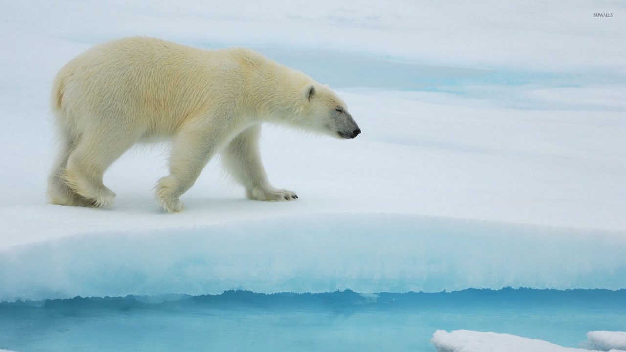 Polar Bear Walking On Ice HD Wallpapers - 1080p Full HD Wallpaper