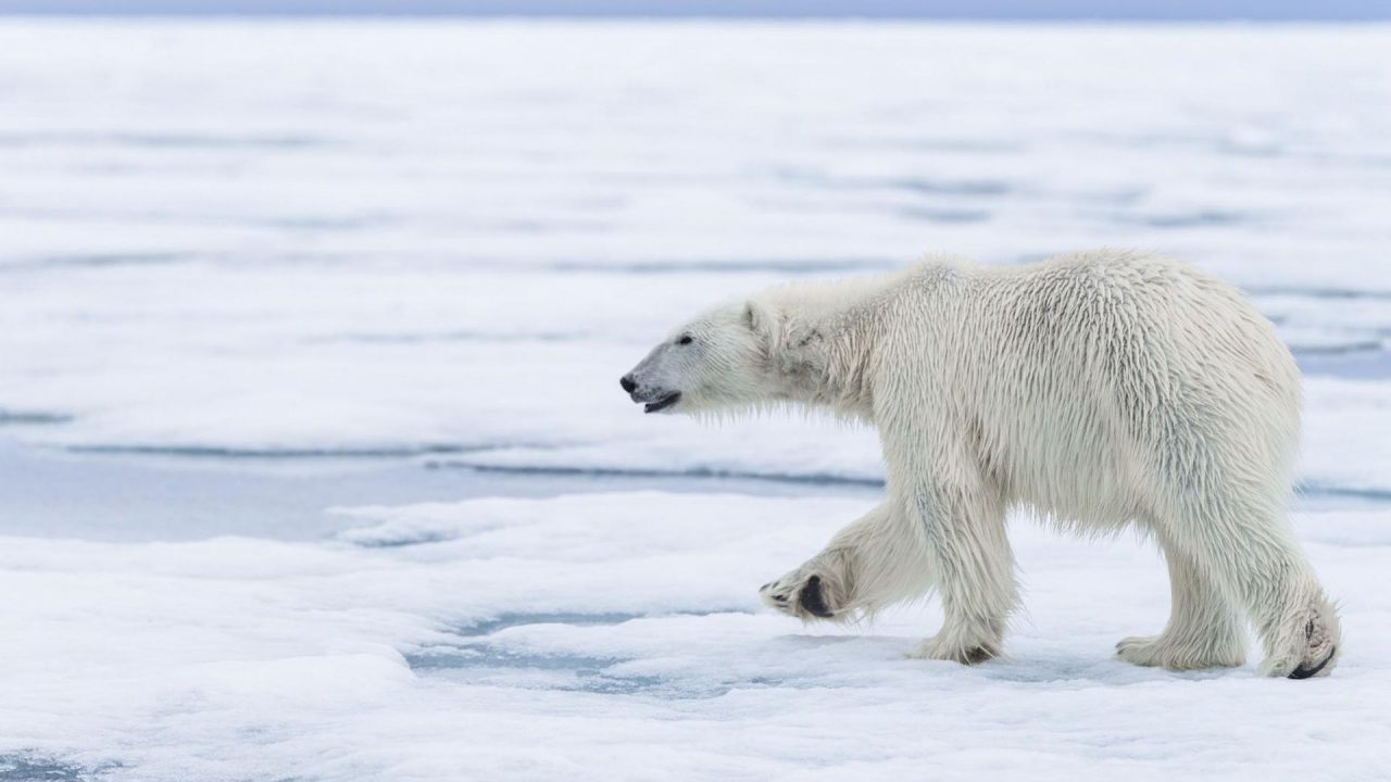 Polar Bear Walking Pics - 1080p Full HD Wallpaper