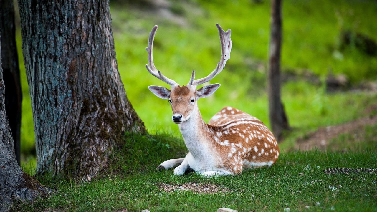 Professional Photoshoot Of Deer - 1080p Full HD Wallpaper