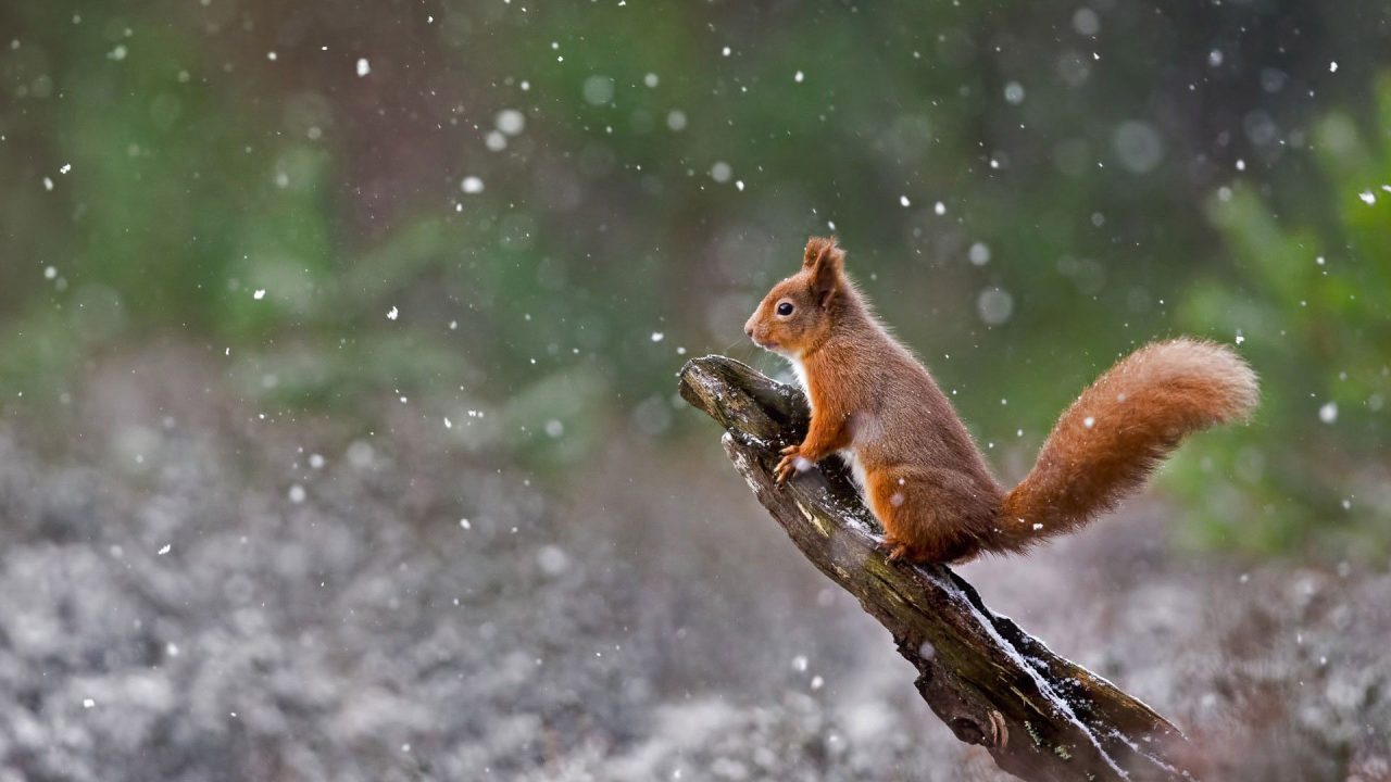 Squirrel Beautiful HD Wallpapers - 1080p Full HD Wallpaper