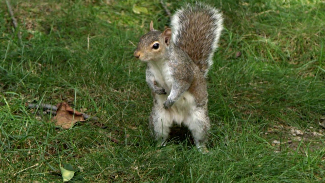 Squirrel Cute HD Pictures - 1080p Full HD Wallpaper