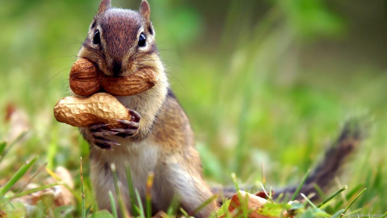 Squirrel Eating HD Wallpapers - 1080p Full HD Wallpaper