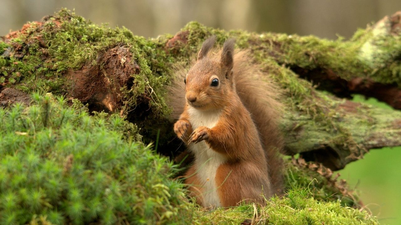 Squirrel Stitting HD Wallpapers - 1080p Full HD Wallpaper