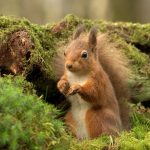 Cute Squirrel Full HD Images And Wallpapers