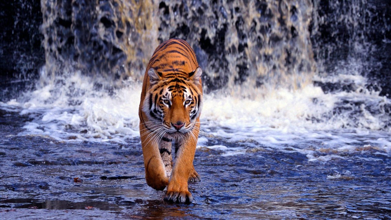 Tiger Amazing HD Wallpapers - 1080p Full HD Wallpaper
