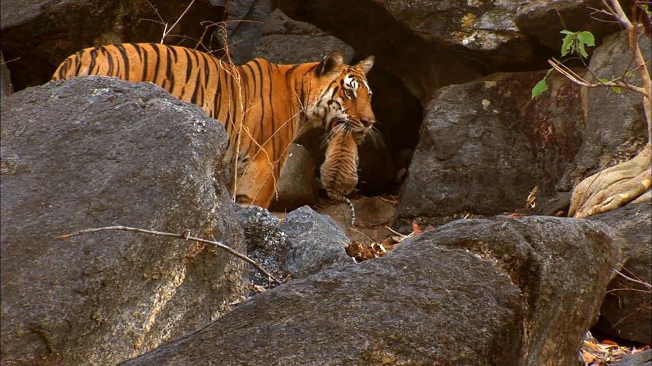 Tiger Back Pose Look Pics - 1080p Full HD Wallpaper
