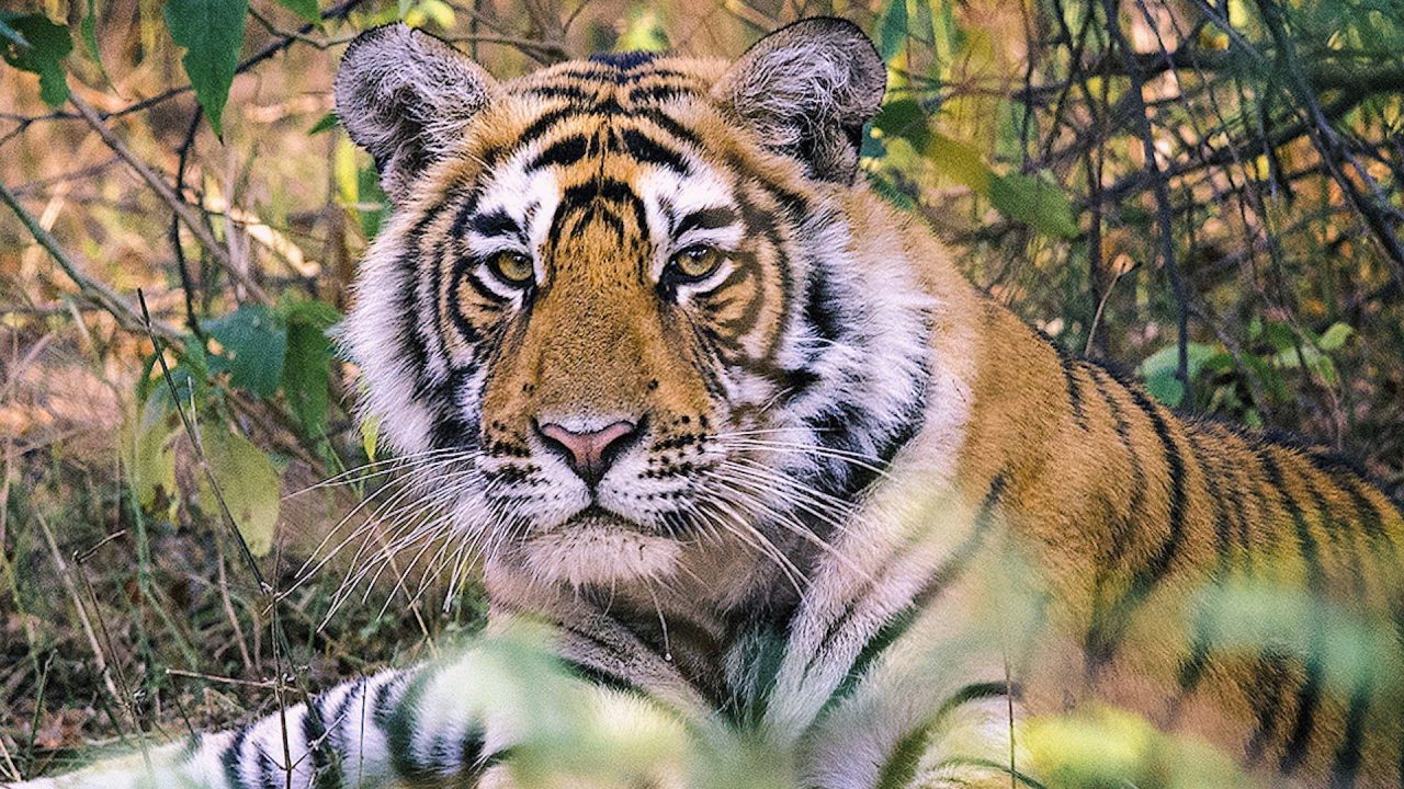 Tiger Close Up Face Pics - 1080p Full HD Wallpaper