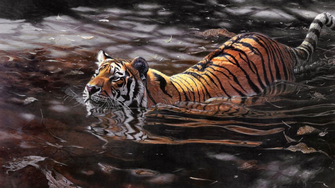 Tiger Full HD Wallpapers - 1080p Full HD Wallpaper