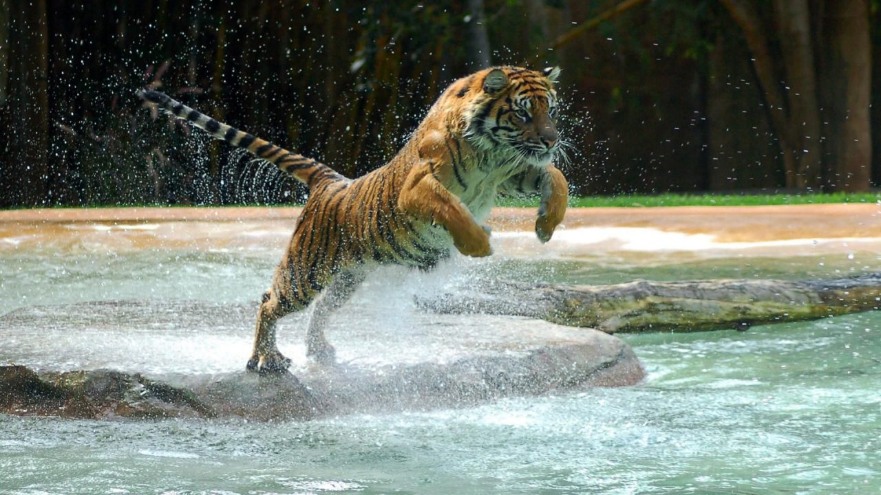 Tiger Jumping HD Wallpapers - 1080p Full HD Wallpaper