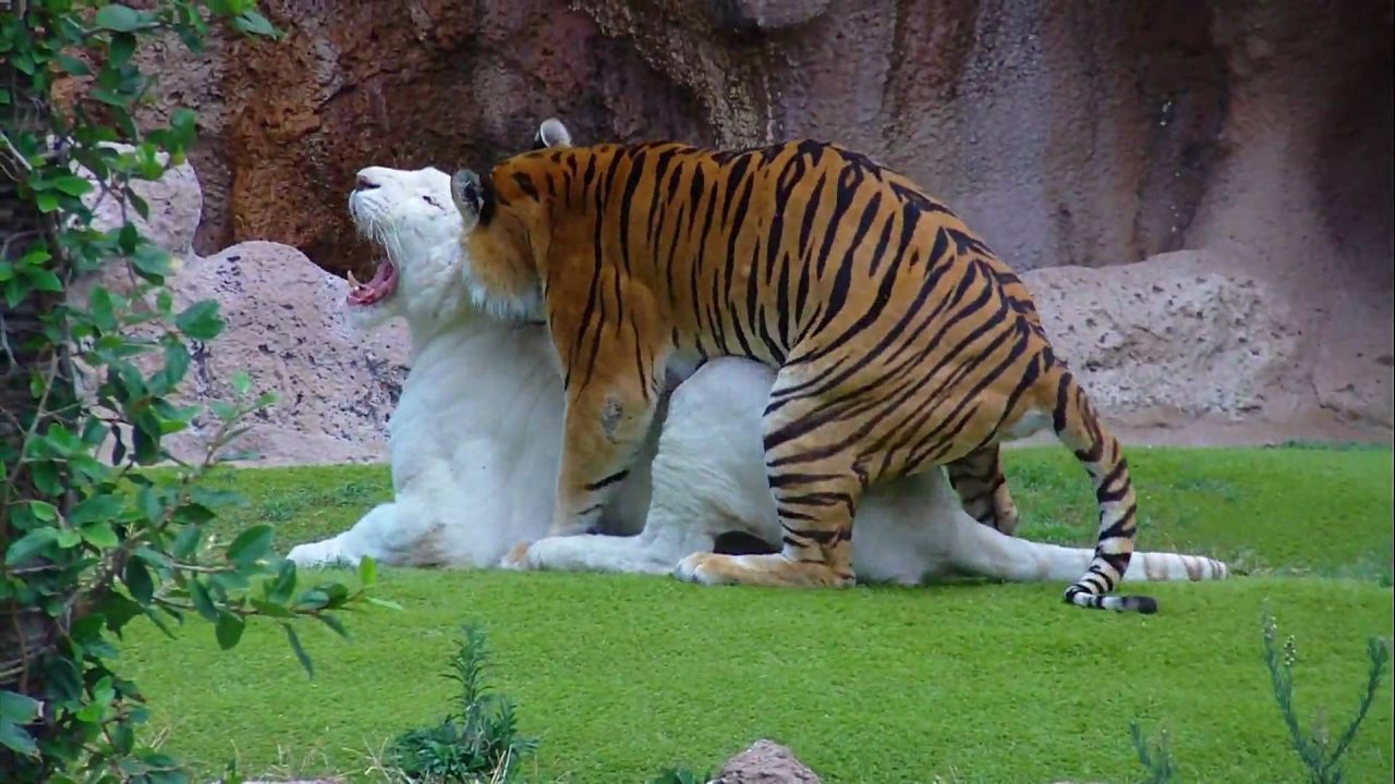 Tiger Rare Photoshoot - 1080p Full HD Wallpaper