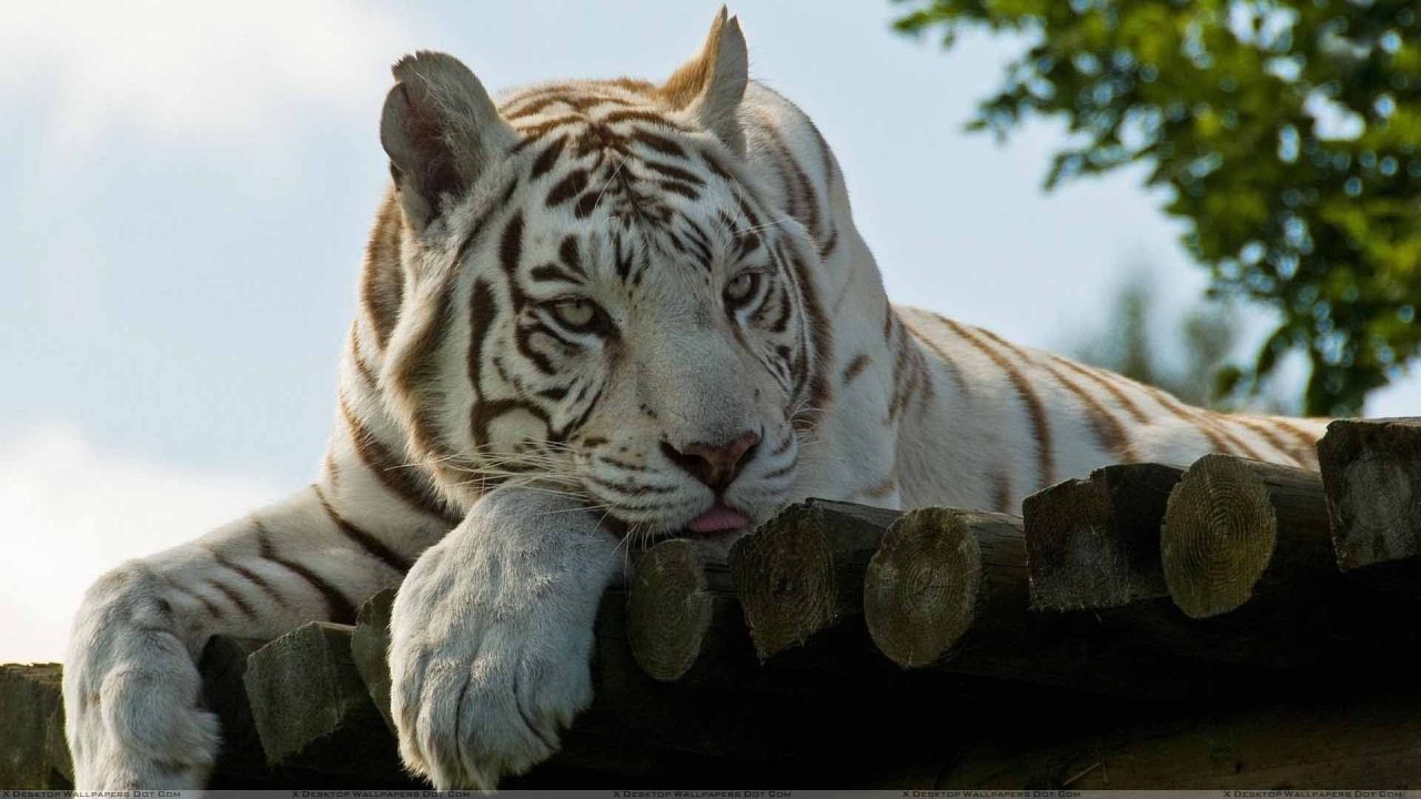 White Tiger Laying Face Closeup - 1080p Full HD Wallpaper