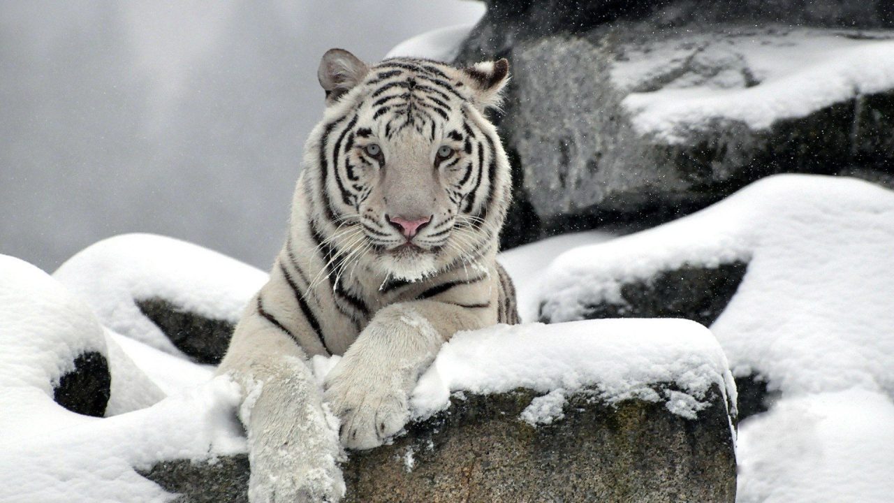 White Tiger In The Snow HD Wallpapers - 1080p Full HD Wallpaper