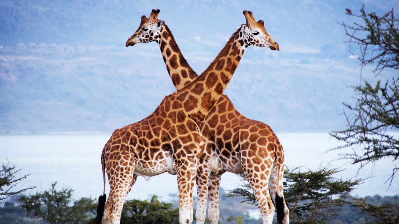 Amazing HD Wallpapers Of Giraffe - 1080p Full HD Wallpaper
