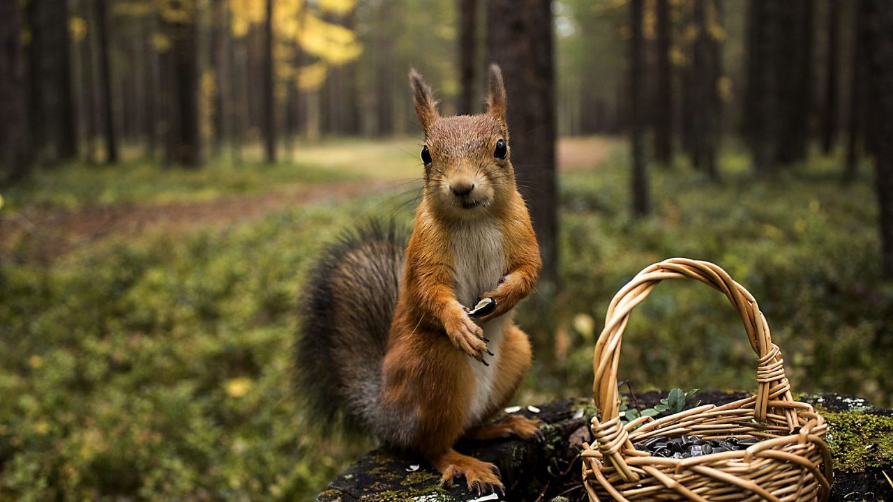 Amazing HD Wallpapers Of Squirrel - 1080p Full HD Wallpaper