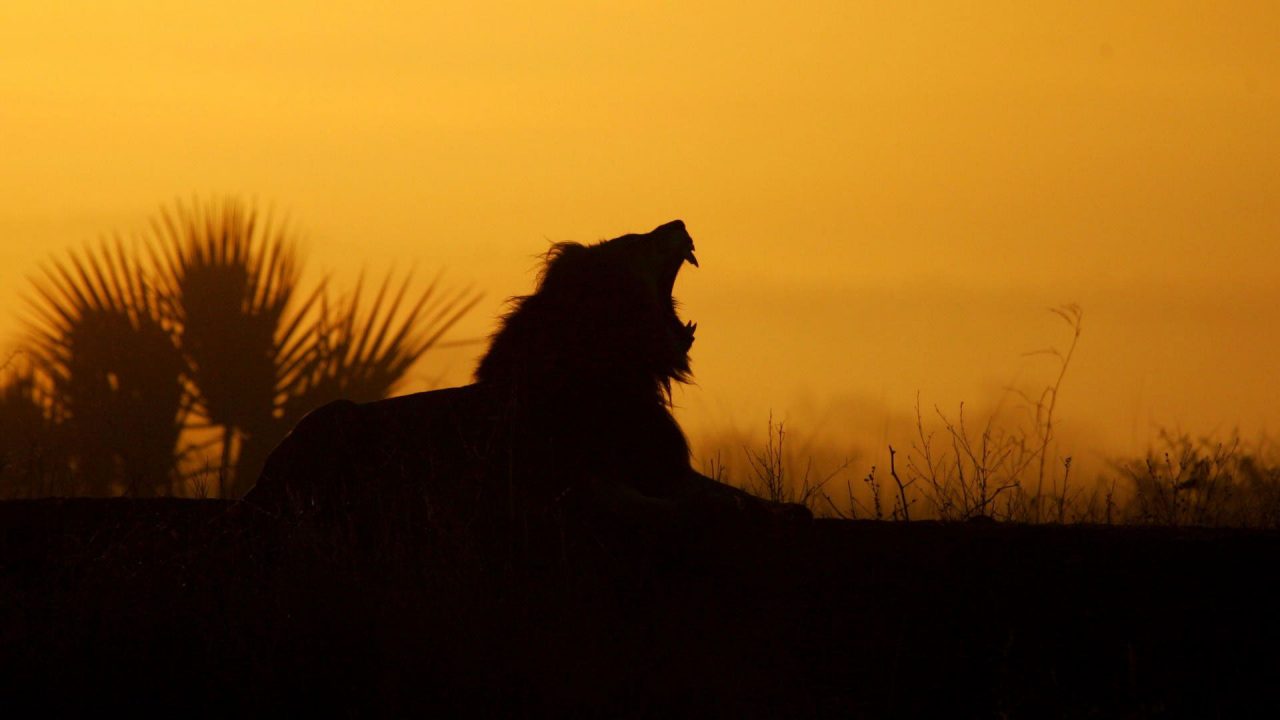 Amazing HD Wallpapers Of Lion - 1080p Full HD Wallpaper