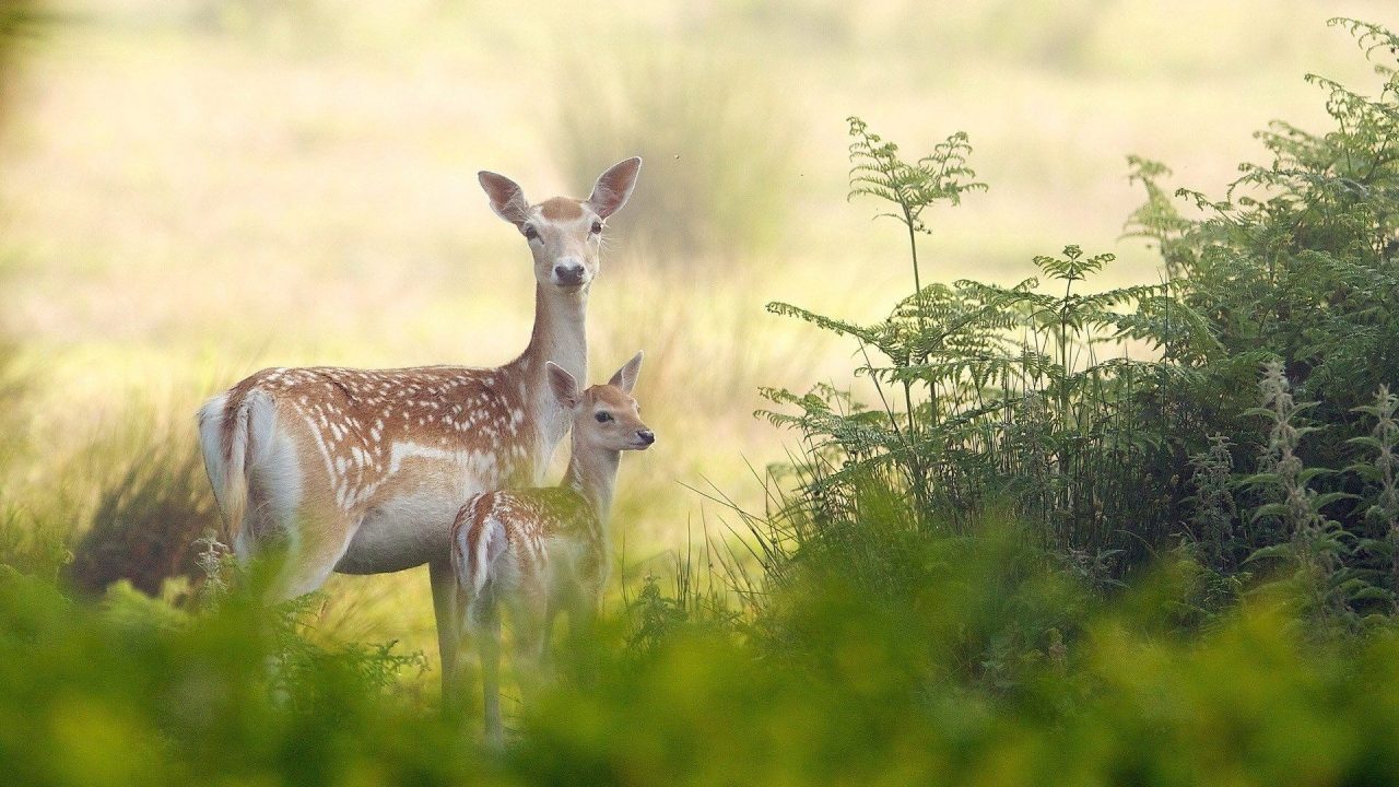 Amazing Child Deer And Mother Deer HD Wallpapers - 1080p Full HD Wallpaper