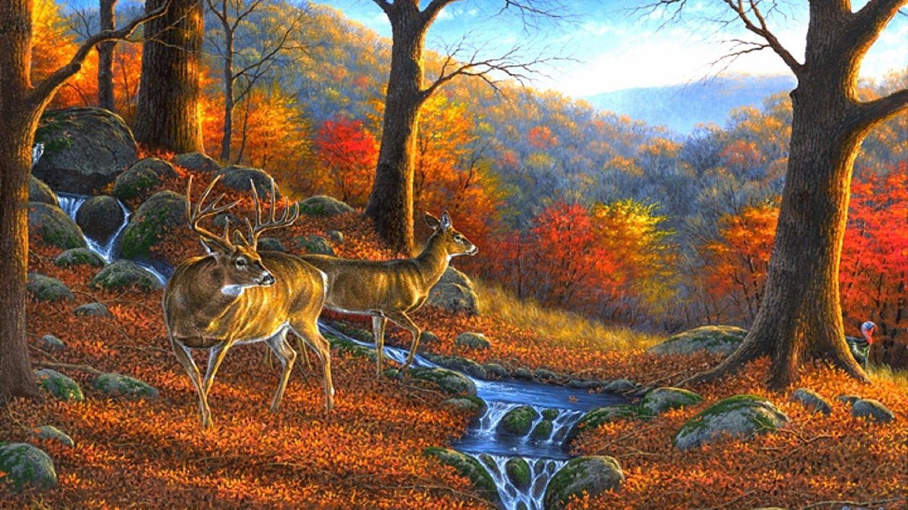 Attraction Deer HD Wallpapers Of Deer - 1080p Full HD Wallpaper