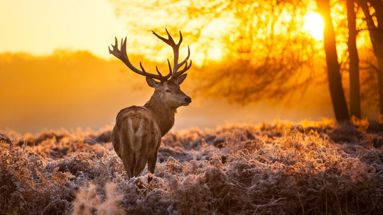 Awesome Sunrise Lovely Seasons Of Deer HD Wallpapers - 1080p Full HD Wallpaper