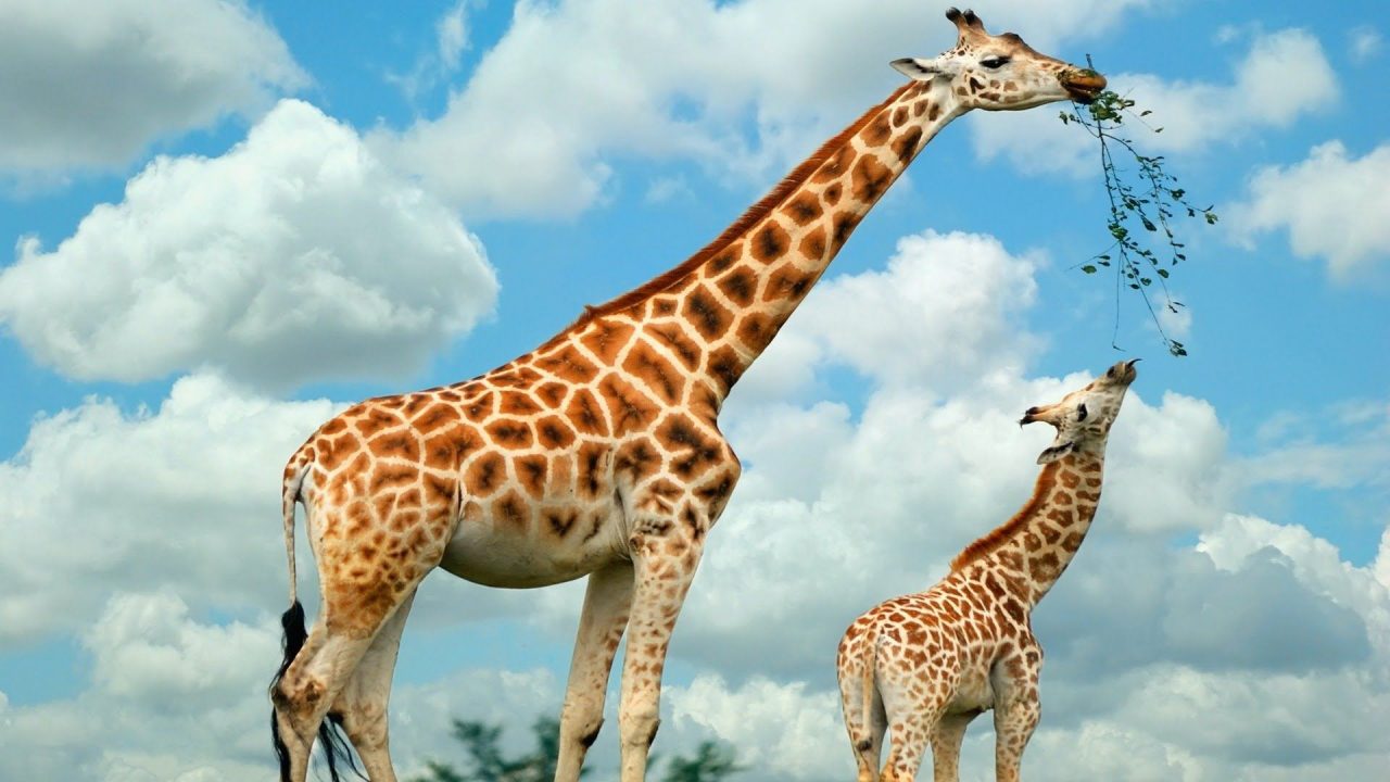 Beautiful HD Wallpapers Of Giraffe - 1080p Full HD Wallpaper