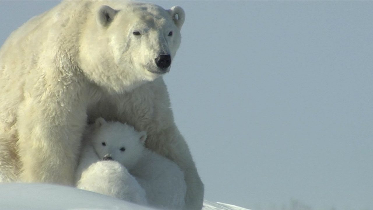 Beautiful Polar Bear HD Wallpapers - 1080p Full HD Wallpaper