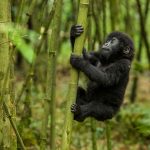 Full HD Gorilla Photos And Wallpapers 1080p