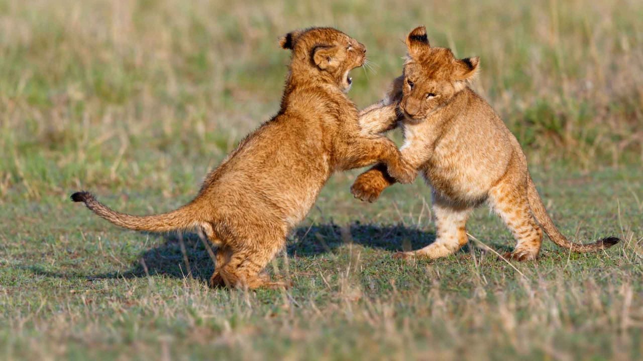 Beautiful Cub Lions HD Wallpapers - 1080p Full HD Wallpaper