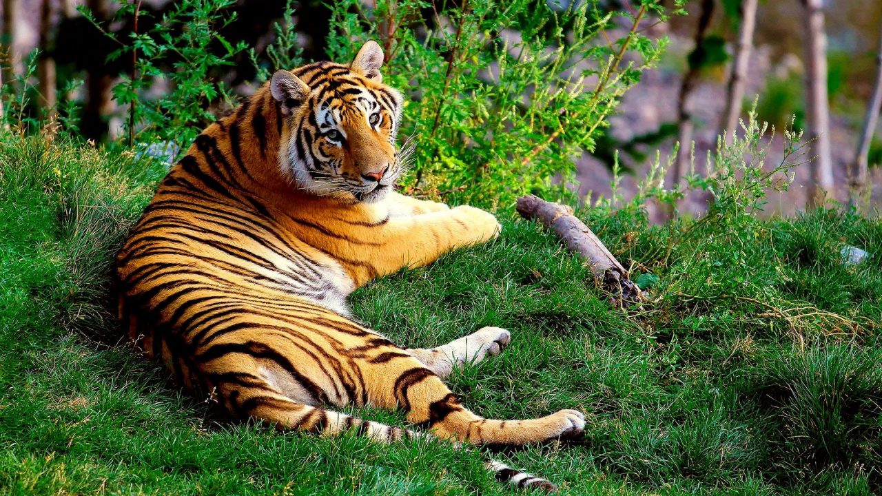 Beautiful Pics Of Tiger - 1080p Full HD Wallpaper