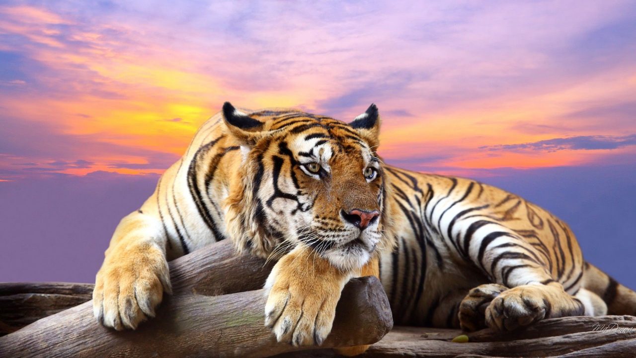 Big Tiger HD Wallpapers - 1080p Full HD Wallpaper