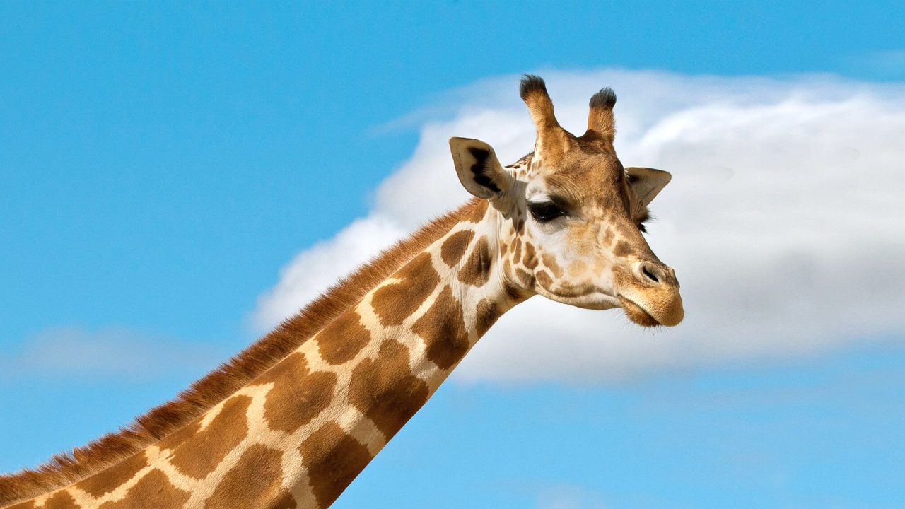 Close Up Face Giraffe Photoshoot - 1080p Full HD Wallpaper