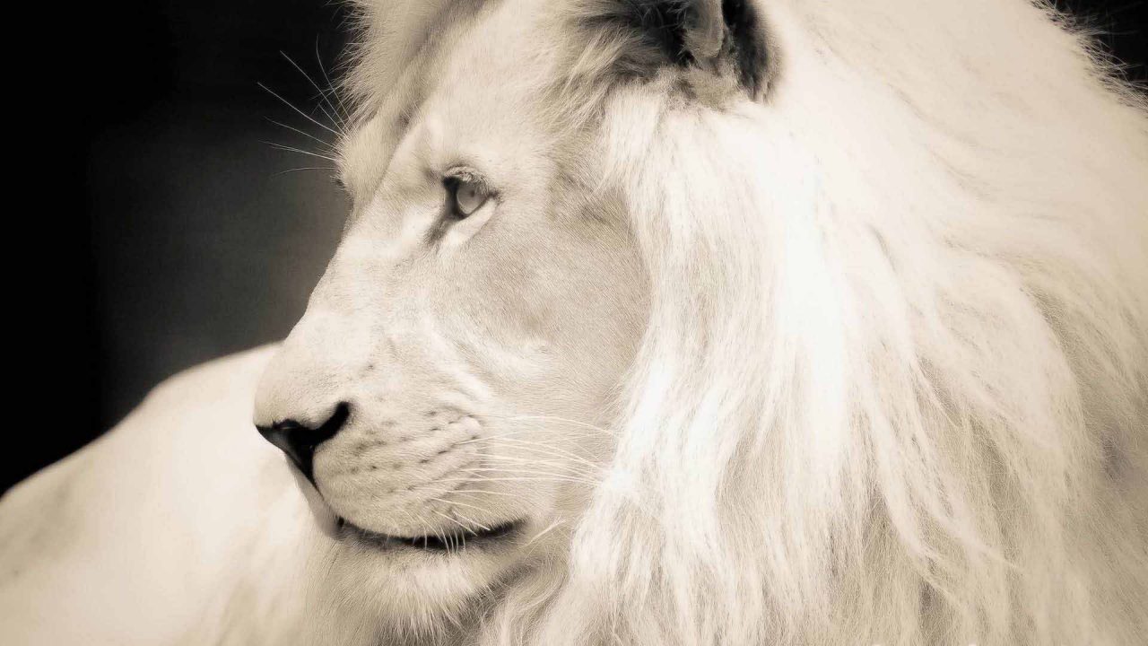 Close Up Face HD Wallpapers Of Lion - 1080p Full HD Wallpaper