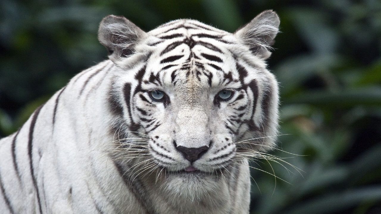 Close Up Face Images Of Tiger - 1080p Full HD Wallpaper