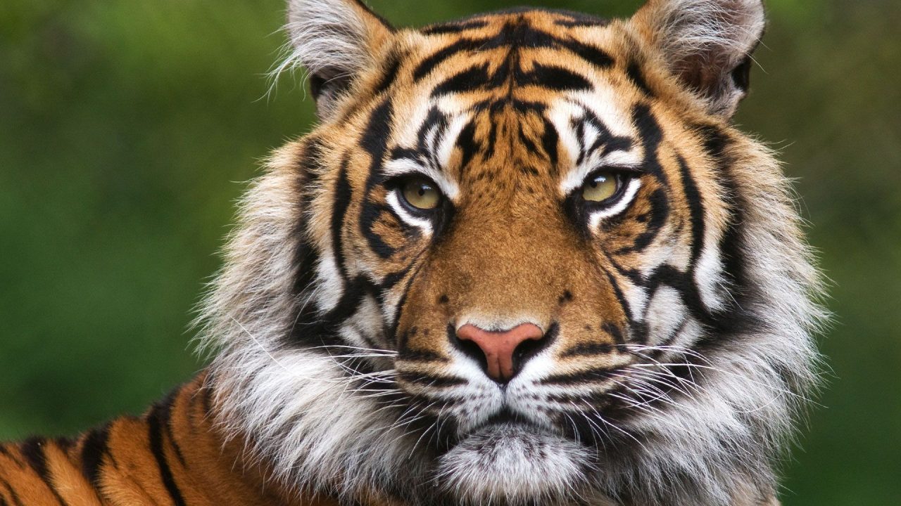 Close Up Face New HD Wallpapers Of Tiger - 1080p Full HD Wallpaper