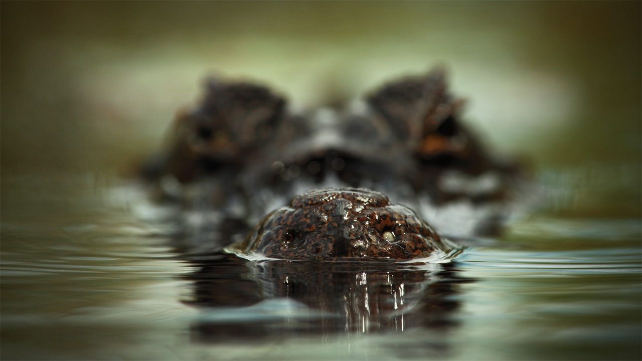 Close Up Face Photoshoot Of Crocodile - 1080p Full HD Wallpaper